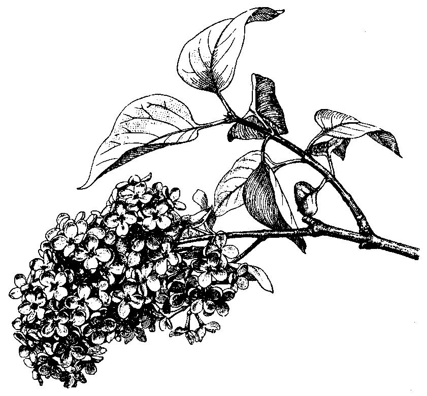 Zob vtáčí (Ligustrum vulgare) je ker s jednoduchými listami a bielymi voňavými kvetmi v metlinách. Nápadný je v zime čiernymi bobuľami, ktoré neopádavajú a sú potravou vtákov.