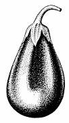 Najväčšie plody má ľuľok baklažánový - baklažán (S.melongena) (Obr. 201). Jeho bobule sú vajcovitého tvaru, fialovej farby a veľkosti až do 30 cm.