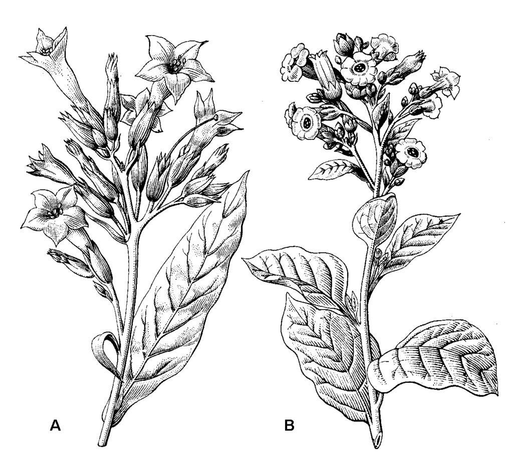 Obr. 203: A - tabak virgínsky; B - tabak sedliacky K známym kultúrnym úžitkovým rastlinám čeľade patrí aj tabak (Nicotiana).