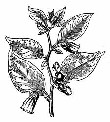 Tabak virgínsky je mohutná, vysoká jednoročná rastlina, s veľkými oválnymi listami. Ružové kvety majú C zrastenú do rúrky a tvoria metliny. V listoch sa nachádza alkaloid nikotín.