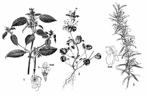 Obr. 210: Lamiaceae: 1 - konopnica napuchnutá (Galeopsis tetrahit) : h - duté hrbolčeky na dolnom pysku; 2 hluchavka objímavá (Lamium amplexicaule); 3 - rozmarín lekársky (Rosmarinus officinalis) Do