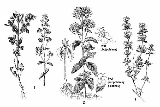 Obr. 212: Lamiaceae: 1 - majorán záhradný (Majorana hortensis); 2 - pamajorán obyčajný (Origanum vulgare); 3 - dúška tymiánová, tymián (Thymus vulgaris) Korenina a liečivá rastlina je majorán