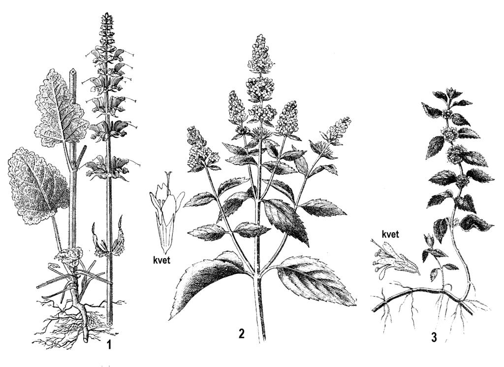Obr. 213: Lamiaceae: 1 - šalvia lúčna (Salvia pratensis); 2 - mäta pieporná (Mentha x piperita); 3 - mäta roľná (Mentha arvensis) pre obsah mentolu využívajú vo farmácii, cukrárstve (žuvačky, cukríky