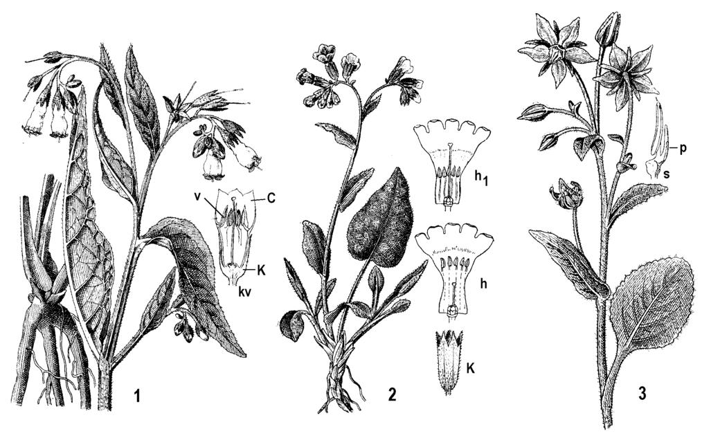 V našej flóre majú jednotlivé druhy význam ako buriny, medonosné rastliny alebo používané v ľudovom lekárstve (mnoho druhov má v názve officinalis - lekársky).