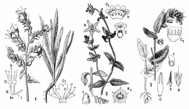 Obr. 215: Boraginaceae : 1 - nezábudka lesná (Myosotis sylvatica) : K kalich, C - pozdĺžny rez korunou; 2 - kamienkovec roľný (Buglossoides arvensis); 3 - kamienka roľná (Lithospermum arvense)