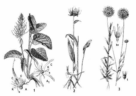 Obr. 218: Campanulaceae: 1 - zvonček konáristý (Campanula patula) : kv - pozdĺžny rez kvetom, t - zrelá tobolka; 2 - zvonček okrúhlolistý (Campanula rotundifolia) : t - tobolka; 3 - Zrelé tobolky