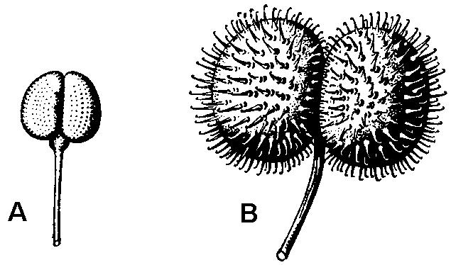 ako dekoratívna dvojročná bylina pestuje zvonček prostredný (C.medium). Kvety má farby belasofialovej, ružovej i bielej. Odlišné kvety od zvončekov má rod zerva (Phyteuma).
