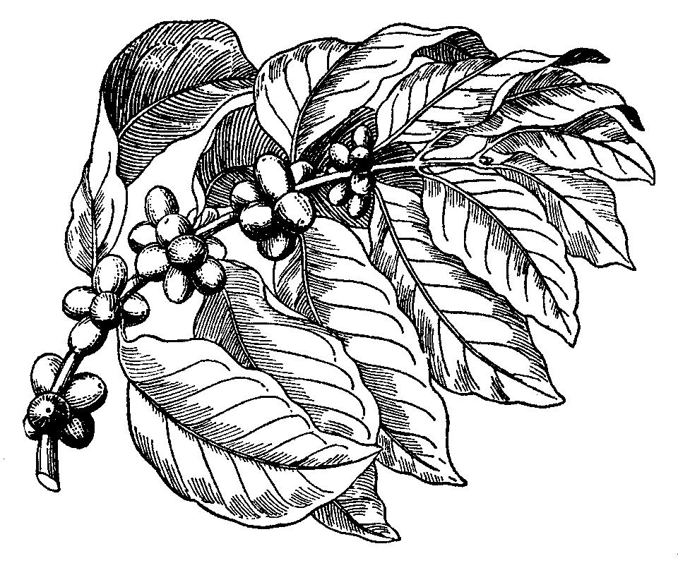 Z cudzokrajných úžitkových druhov patrí do čeľade marenovitých kávovník (Coffea). Pôvodne rástol v dažďových pralesoch Etiópie. Dnes sa pestuje aj v iných oblastiach sveta (Brazília, India).