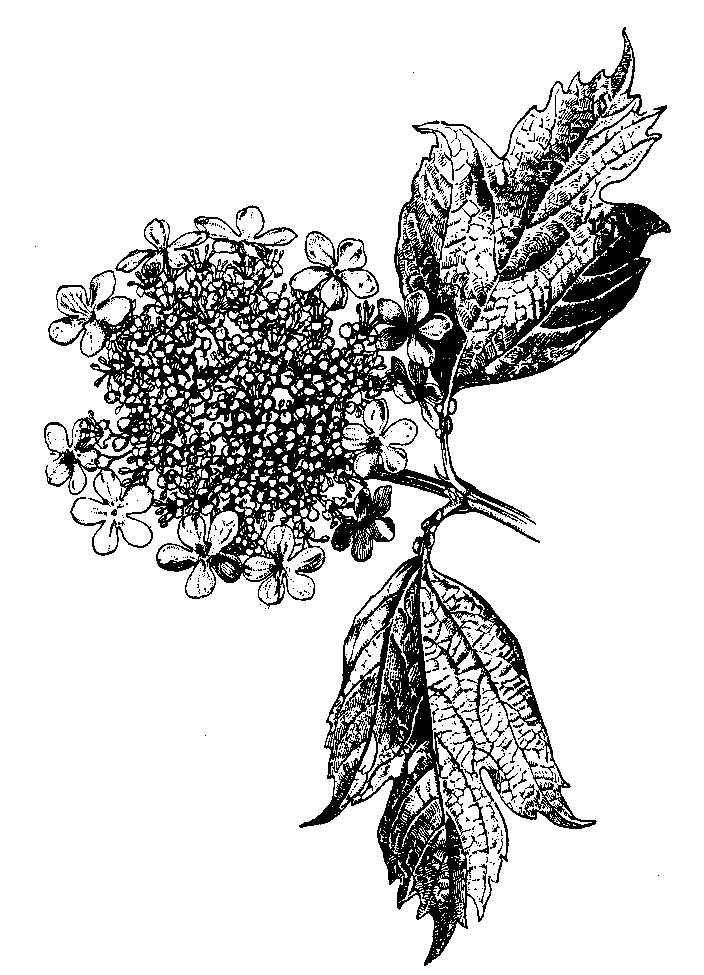 Kalina obyčajná (Viburnum opulus) je ker s dlaňovito delenými listami a v súkvetí bielych kvetov vynikajú okrajové kvety, ktoré sú jalové a majú zväčšenú C.