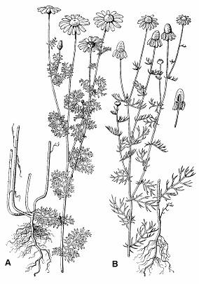 chryzantémy (Dendranthema), ktoré vznikli krížením a šľachtením pôvodných druhov, najmä chryzantémy pravej (D.indicum). Chryzantéma pravá je poloker, ktorý má čiastočne zdrevnatené stonky.