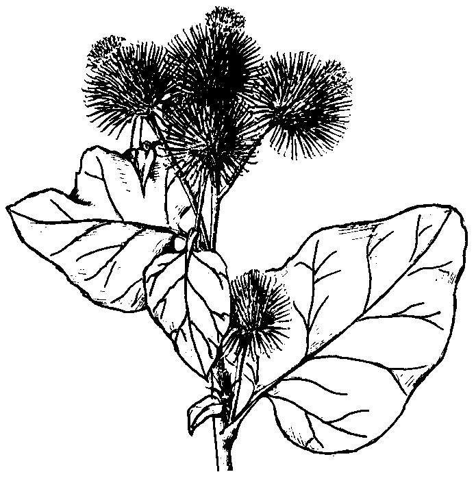 Pichliač (Cirsium) má viac druhov. Sú to rastliny väčšinou s ostnato zubatými listami často v prízemných ružiciach a ostnitými zákrovnými listeňmi.