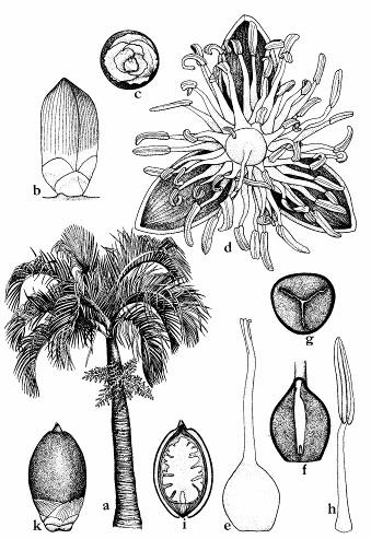 Obr. 244: Arekovité (Arecaceae): vejčia merillova (Veitchia merrillii). a - rastlina; d - kvet; i,k - plod úžitok. Druhou dôležitou palmou je kokosovník obyčajný (Cocos nucifera).