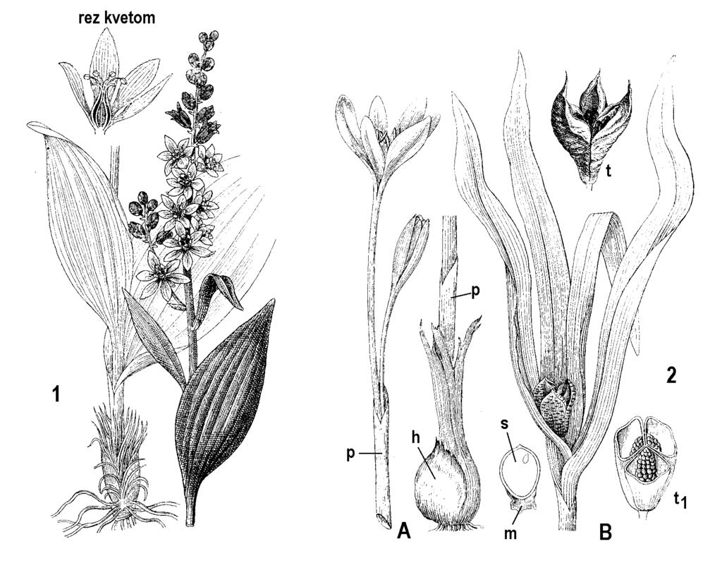 Do našej flóry patrí kýchavica zelená (Veratrum lobelianum) so širokoelipsovitými listami, v mladosti zriasnenými pozdĺž žíl. Má bohatú metlinu kvetov, ktorých okvetie je zelené.