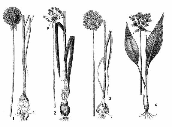 Podčeľaď : Allioideae - cesnakovaté Zahŕňa rastliny tvoriace cibule (jednoduché, zložené, sukňovité) a plod tobolku. Patrí sem na druhy bohatý rod cesnak (Allium).