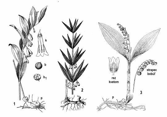 Podčeľaď : Asparagoideae - asparágovaté Do podčeľade patria byliny s podzemkami a plodmi bobuľami. Viaceré druhy majú zrastené okvetie.