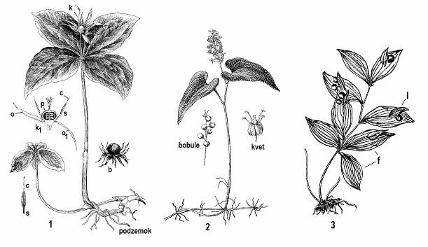 Konvalinka voňavá (Convallaria majalis) má dva široko elipsovité listy vyrastajúce z podzemku a strapec bielych voňavých kvetov zvonkovitého tvaru. Plodom je červená bobuľa.