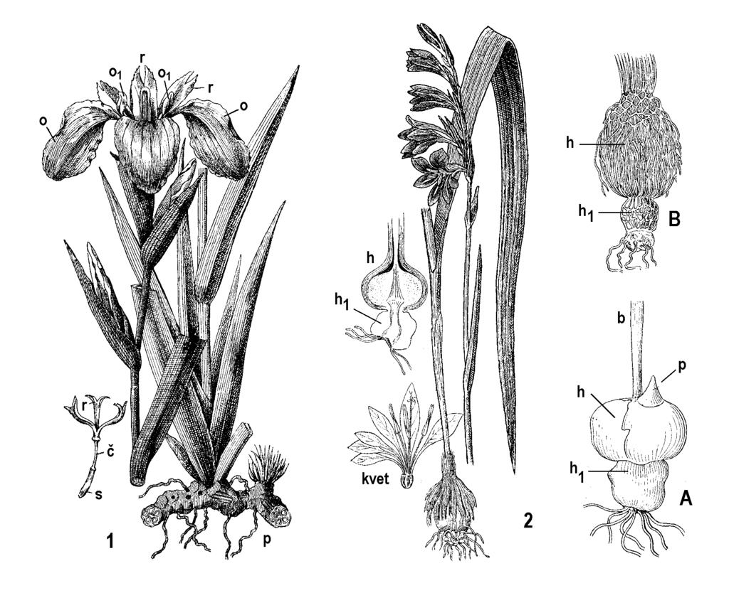 Ako okrasné sa najčastejšie pestujú juhoeurópske druhy a to kosatec nemecký (I.germanica) s belasofialovými kvetmi a jemu podobný kosatec bledý (I.pallida).