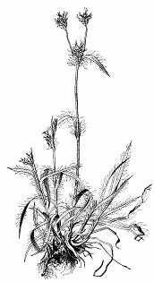 Je to najmä tradeskancia virgínska (Tradescan-tia virginiana), s belasými a tradeskancia bielokvetá (T.albiflora) s bielymi kvetmi. Pochádzajú zo Sev. Ameriky.