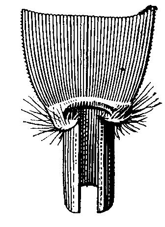 Častým druhom okrajov ciest, vlhších priekop a pod. je ostrica srstnatá (C.hirta). Má chlpaté listy i klásky. Ostrica Davallova (C.davalliana) je príkladom dvojdomej ostrice.