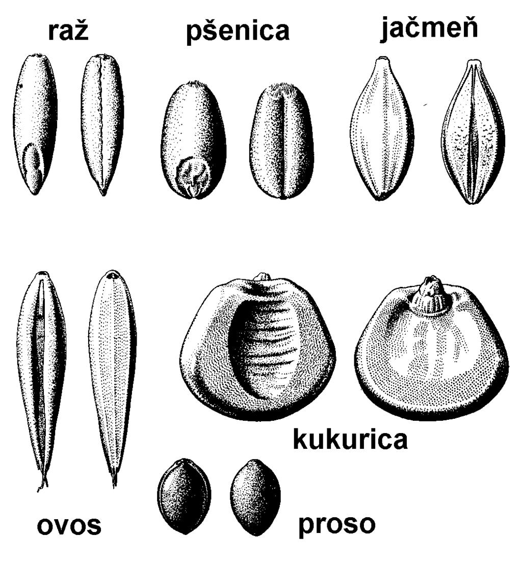 Zriedkavo býva pleva len jedna (mätonoh) alebo 3 (mohár). Klásky sú základnými súkvetiami tráv a tie sa združujú do zložených súkvetí. Môžu to byť metliny kláskov (Obr.282A)(napr.