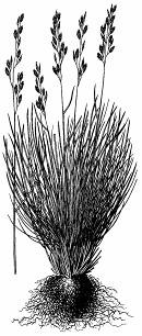 dĺžka jazýčka. Lipnica lúčna (Poa pratensis) je trváca, výbežkatá tráva. Rastie na lúkach. Vzhľadom podobná je lipnica pospolitá (P.