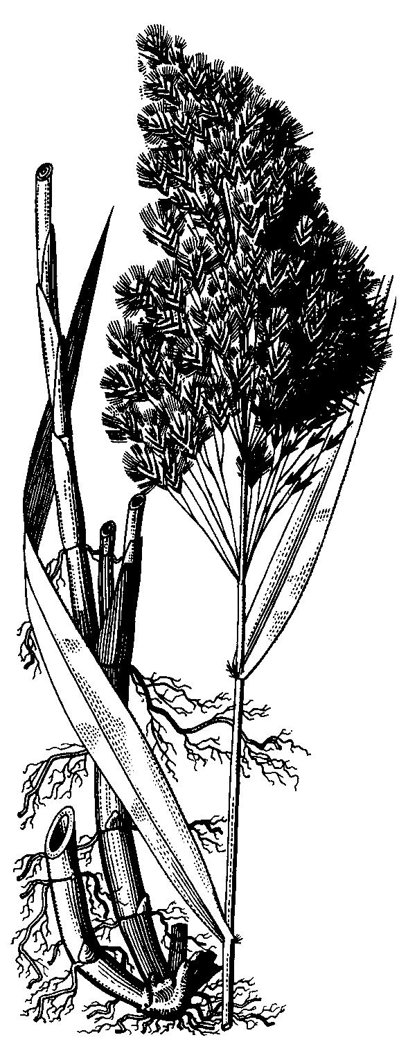 Metlica trsnatá (Deschampsia caespitosa) je tráva vytvárajúca mohutné trsy spodných listov, ktoré sú pozdĺžne ryhované a drsné (poznávací znak). Rastie na vlhkých lúkach a najmä na pasienkoch.