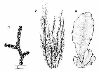 s plávacími mechúrikmi má Sargassum. Rizoidy nie sú vyvinuté, pretože sa táto riasa prispôsobila životu vo voľnej morskej vode.