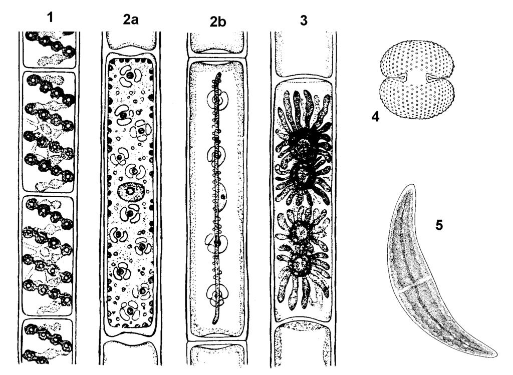 Obr. 19: Spájavky : 1. Spirogyra, 2a - Mougeotia : pohľad z plochy, 2b - Mougeotia : pohľad zboku, 3. Zygnema, 4. Cosmarium, 5. Closterium 3.