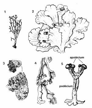 Hodnotenie a označenie ich vzájomného vzťahu býva odlišné (symbióza, parasymbióza, konzorcium ai). Najvšeobecnejšie ho vyjadruje názov "lichenizmus".