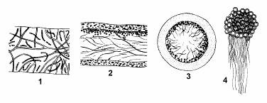 Mykobiontom sú v prevažnej miere vreckaté huby, ojedinele zygomycéty, bazídiové huby (u tropických lišajníkov).