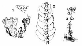 U nás rastie asi 60 druhov, z ktorých najznámejšie sú: dutohlávka sobia (C.rangiferina), dutohlávka pohárikovitá (C.pyxidata). Konárnik slivkový (Evernia prunastri) má sivozelenú, stužkovitú stielku.