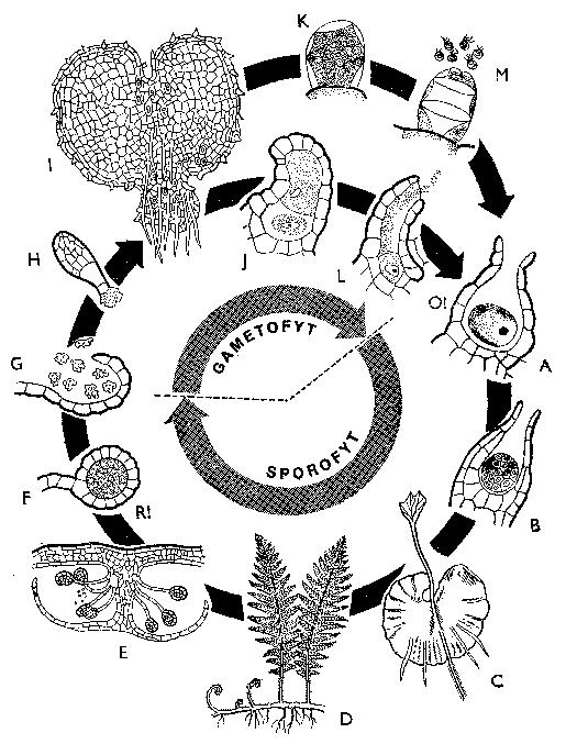 články evolúcie všetkých oddelení vyšších rastlín. Sú to prvé telómové rastliny. Svoje pomenovanie dostali od telómov, koncových dichotomicky rozkonárených častí stonky.