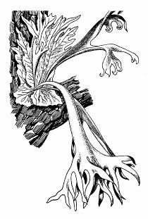Najmohutnejšou našou papraďou (až 2 m) je orličník obyčajný (Pteridium aquilinum). Kôpky výtrusníc má umiestnené na okraji podvinutých lístkov. Rastie takmer po celom svete.