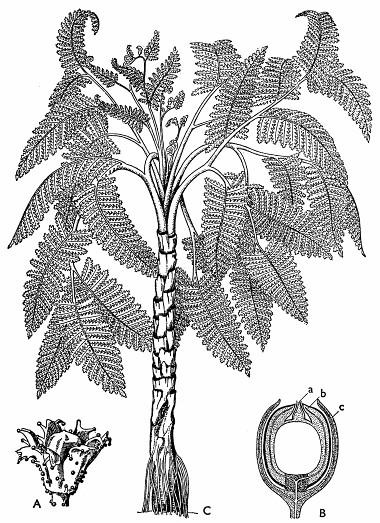 Nahosemenné rastliny sa vyvinuli zo semenných papradí a dosiahli vrchol svojho vývoja už v karbóne a v perme, iné sa rozvinuli v druhohorách alebo až v treťohorách.