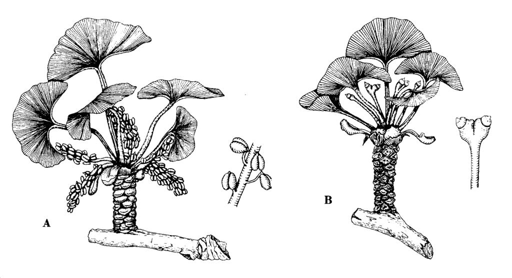 dvojlaločné (Ginkgo biloba).