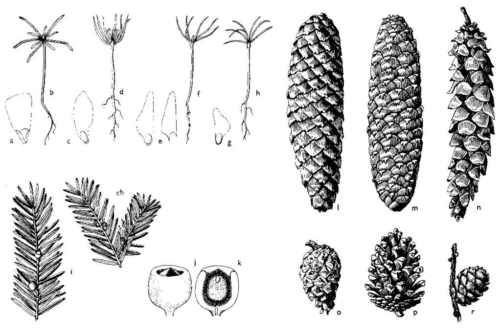 Obr. 53: Nahosemenné (Gymnospermae): a až h - semená a klíčiace rastliny; a,b - jedľa; c,d, - smrek; e,f borovica; g,h - smrekovec; ch,i - tis; ch - tyčinkový konárik s 3 kvetmi; i - plodný konárik s