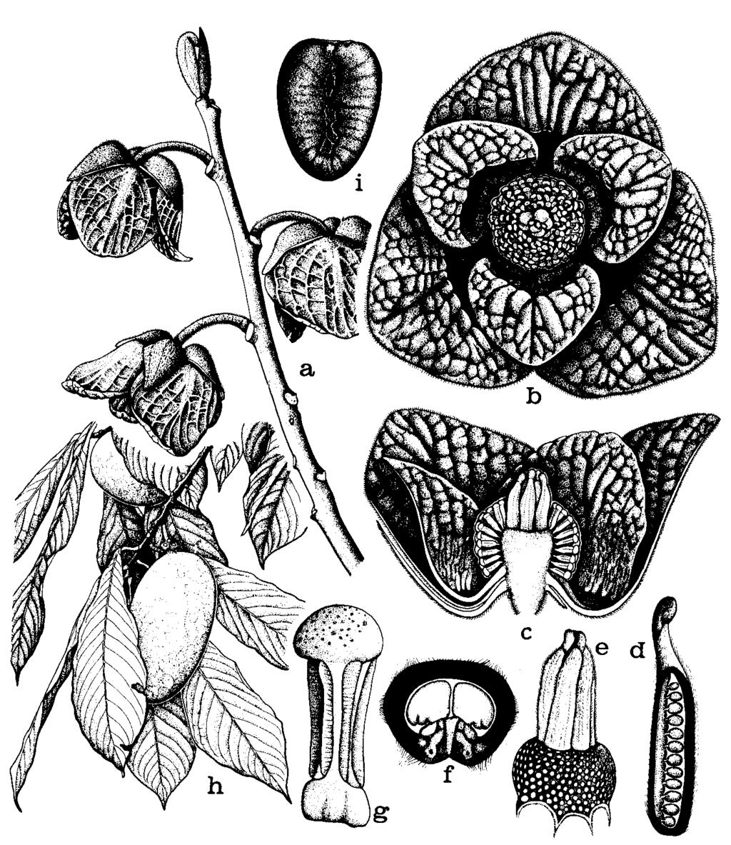 Obr. 58: Anonovité (Annonaceae). Asimina trojlaločná (Asimina triloba).