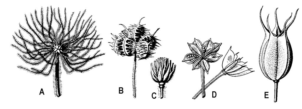 Rozmnožujú sa väčšinou semenami, výnimočne vegetatívne hľúzkami (blyskáč) alebo poplazmi (iskerník plazivý). Iskerníkovité osídľujú rôzne biotopy. Vyskytujú sa na lúkach, pasienkoch, v Obr.