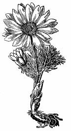 plotoch. Lianou je aj chránený plamienok alpínsky (Clematis alpina) s modrými kvetmi, ktorý rastie v horských lesoch. Plamienok celistvolistý (C.