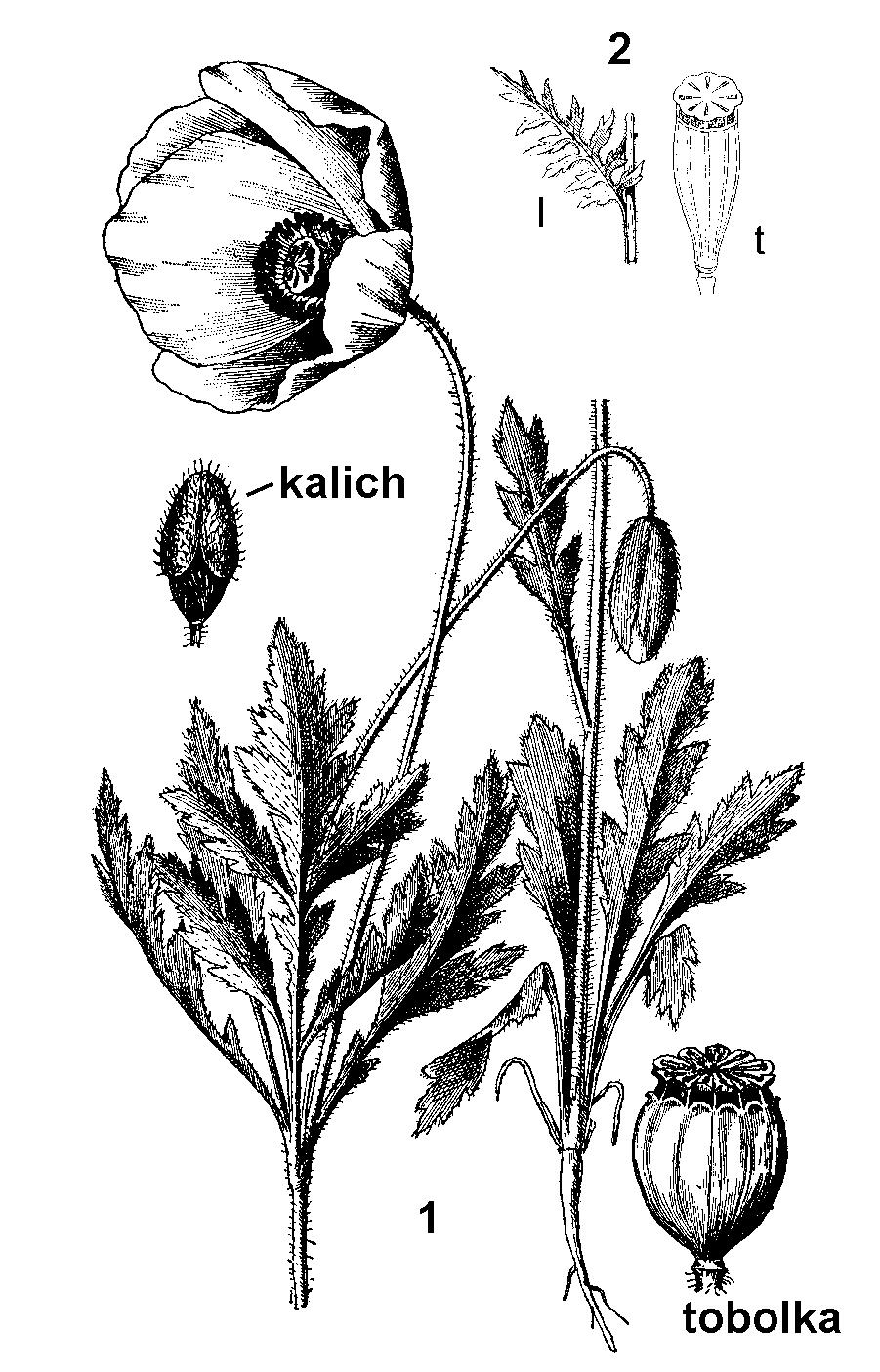 Mak (Papaver) sa vyznačuje lúčovitou (tanierovitou) bliznou sediacou priamo na semenníku (bez čnelky) a charakteristickými tobolkami - makovicami, na ktorých blizna zostáva.