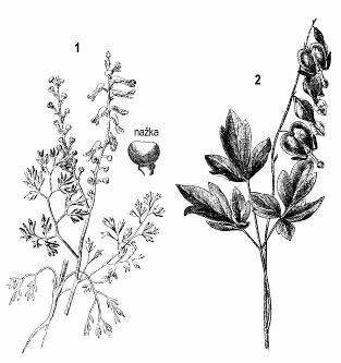 Sú to byliny. Od makovitých sa odlišujú predovšetkým tým, že kvety majú súmerné (chochlačka, zemedym) alebo bisymetrické (srdcovka), usporiadané v strapci.