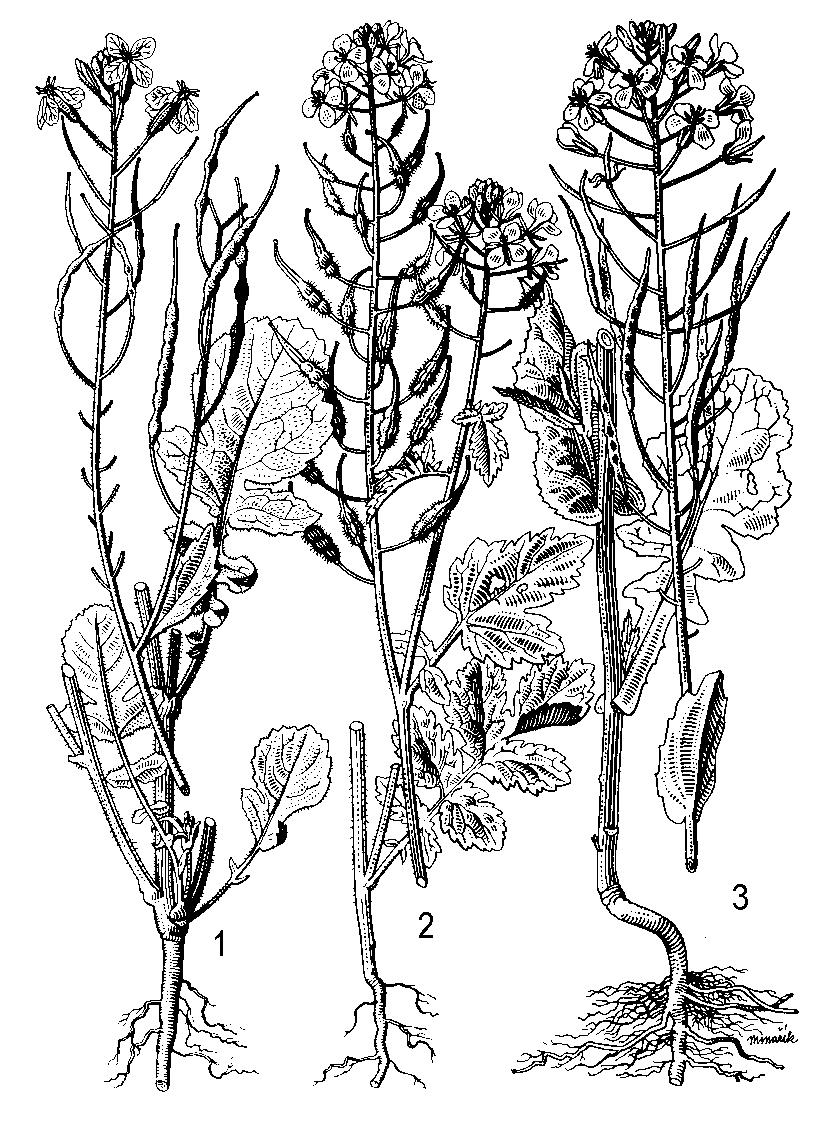 kapusta obyčajná špargľová - brokolica (B.o. convar. italica), sa od predchádzajúcej odlišuje voľnejším, chocholíkovitým súkvetím na dlhých zdužinatelých stopkách.