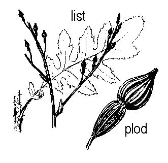 Pašešule zaujímavého tvaru má rod repča (Rapistrum). Repča trváce (R.perenne) má bohato rozkonárenú stonku.