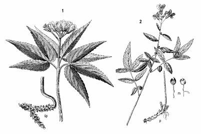 Rod žerušničník (Cardaminopsis) tiež tvorí z prízemných listov ružicu. Jednotlivé druhy mávajú farbu kvetov bielu, ružovú alebo fialovú. Rastú na vápencových a dolomitových skalách a sutinách, napr.