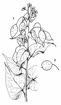 Niektoré druhy z tejto čeľade sa pestujú ako okrasné : Fiala sivá (Mathiola incana) je od rozkonárených trichómov sivo plstnatá, stonka v spodnej časti drevnatie.