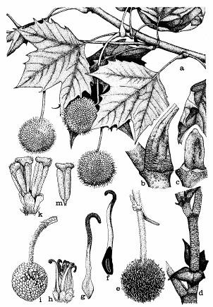 Obr. 87: Platanovité (Plantanaceae): a až d - platan javorolistý (Plantanus acerifolia); b - báza listovej stopky; c - axilárny púčik; d -prílistky; e až m platan západný (Plantanus occidentalis);