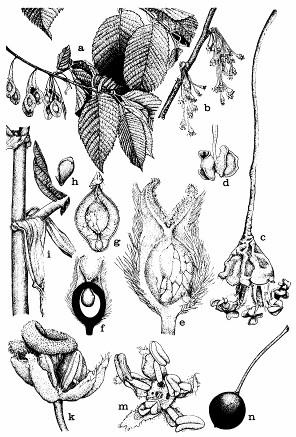 88: Brestovité (Ulmaceae): a až i - brest americký (Ulmus americana); a - vetvička s plodmi; b súkvetia; c - detail kvetu; e - piestik; k až n brestovec hladký (Celtis laevigata); k,m - detail kvetu;