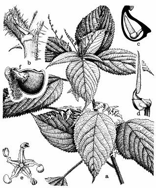 Konopa indická (C.indica) dáva nebezpečnú omamnú látku, tzv. hašiš. Na južnom Slovensku sa vyskytuje aj burina konopa rumovisková (C.ruderalis).
