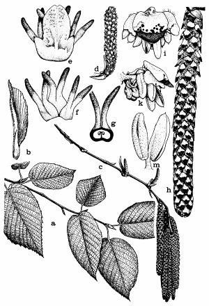 horských potokov je jelša sivá (A.incana). Na sutinách a kamenistých stráňach Álp rastie jelša zelená (A.viridis). U nás bola vysadená ako protierózna drevina do lavinóznych žľabov (napr. v Tatrách).