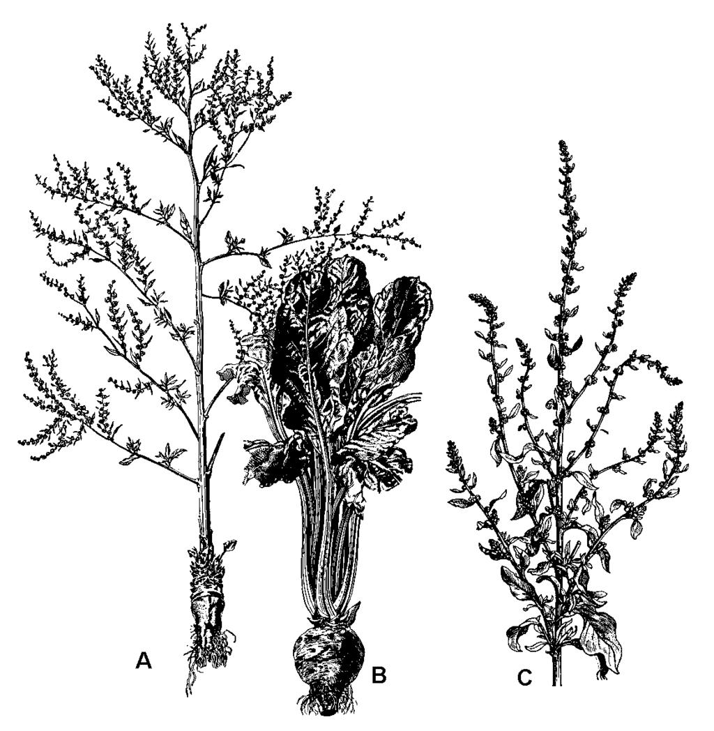 Obr. 107: Špenát siaty (Spinacia oleracea) Kochia rozprestretá (Kochia scoparia) sa vyskytuje najčastejšie ako burina šíriaca sa pozdĺž železničných tratí, var. trichophylla sa pestuje ako tzv.
